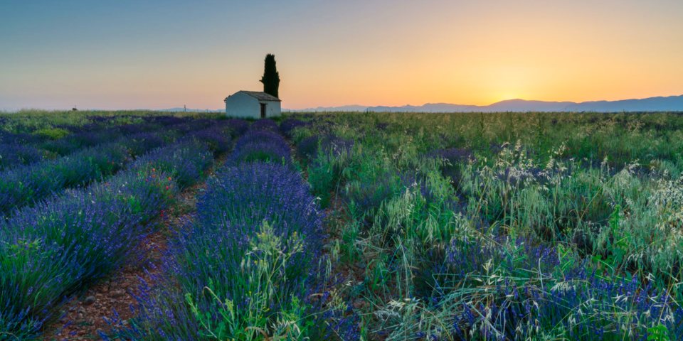 Lavendelbl Te In Der Provence Schieflicht Fotografie