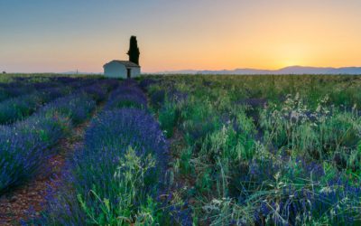 Lavendelblüte in der Provence