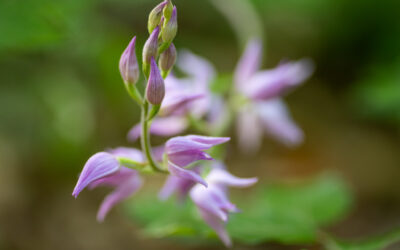 Seltene Orchideen im Kraichgau – Funde rund um Nußloch